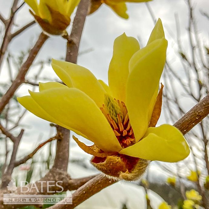 #7 3&#39; SINGLE Magnolia acum x den Butterflies/ Yellow Deciduous