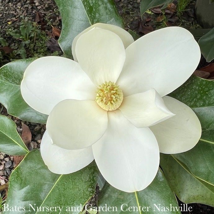 #15 Magnolia grand Bracken&#39;s Brown Beauty/ Southern Native (TN)