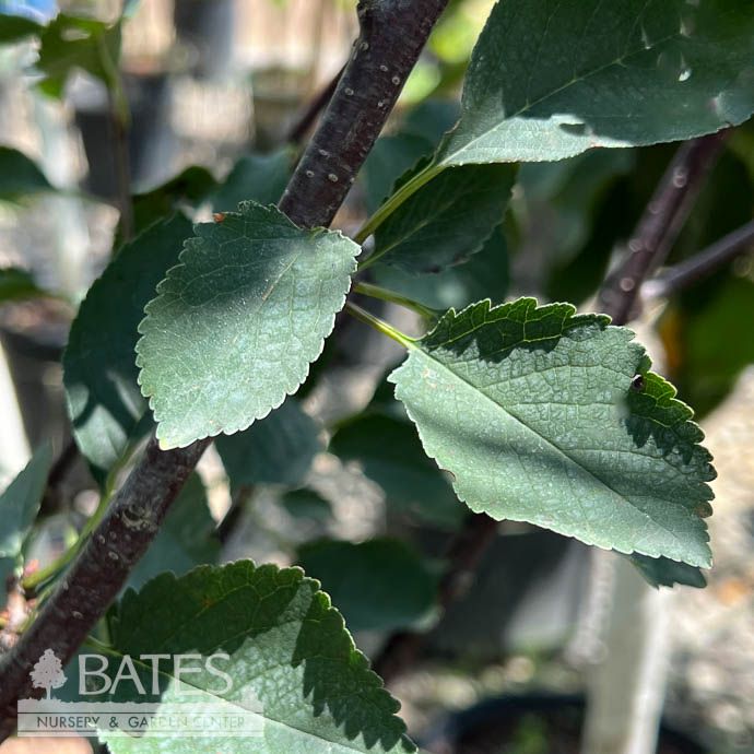 Edible #2 Prunus av Sweetheart/ Sweet Cherry  - No Warranty