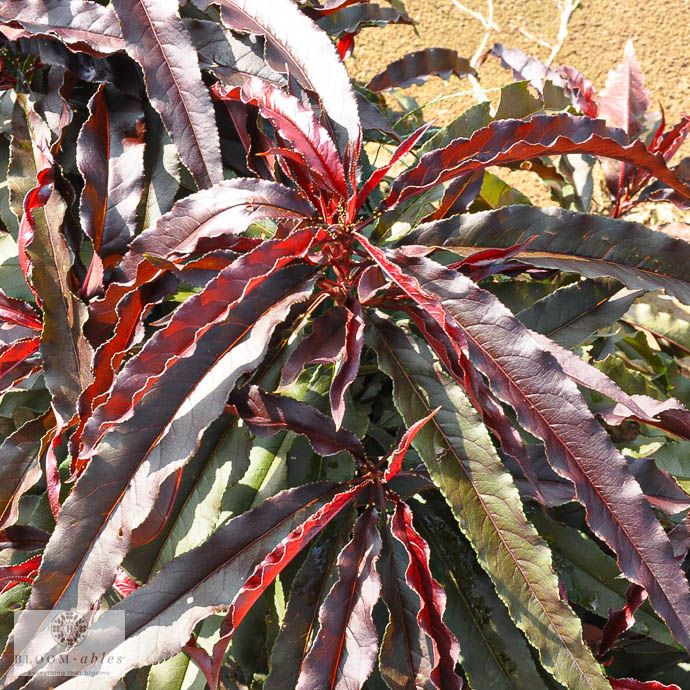 #7 Prunus pers Ruby Ruffle/ Patio Peach