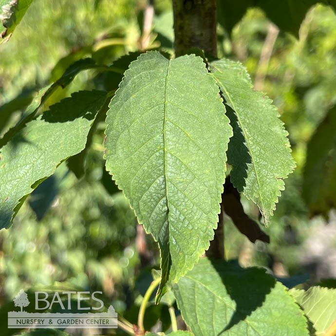 Edible #2 Prunus Black Tartarian/ Semi-dwarf Sweet Cherry - No Warranty