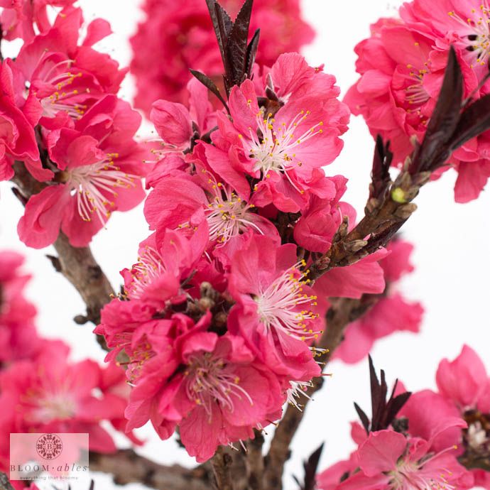 #7 Prunus pers Ruby Ruffle/ Patio Peach