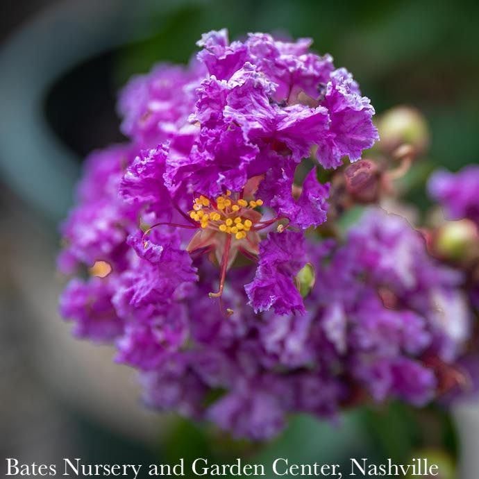 #7 Lagerstroemia indica Catawba/ Violet-purple Crape Myrtle