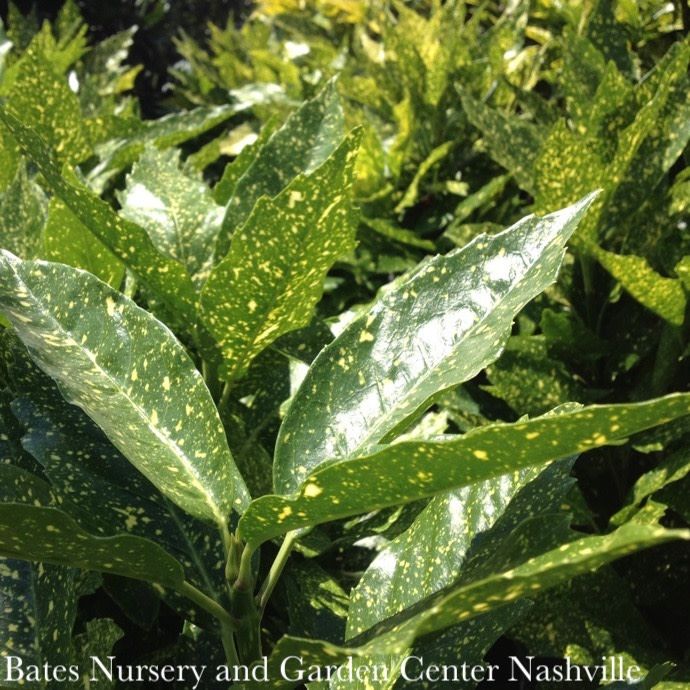 #1 Aucuba japonica Variegata &#39;Gold Dust&#39;/ Variegated Female