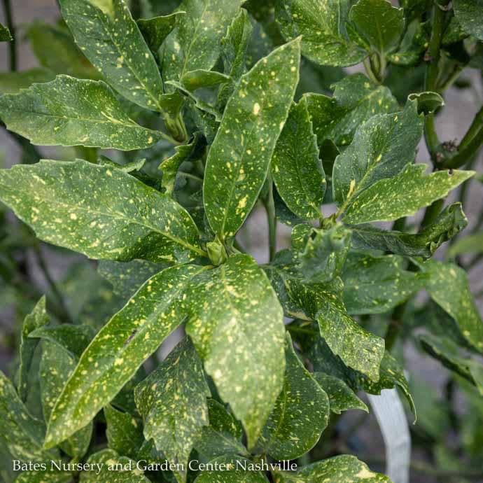 #1 Aucuba japonica Variegata &#39;Gold Dust&#39;/ Variegated Female