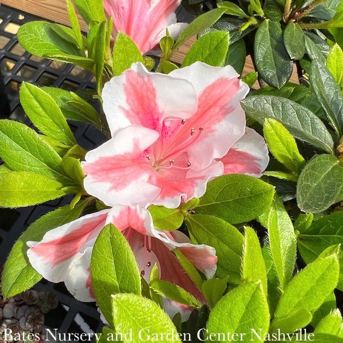 #3 Azalea x Encore Autumn Starburst/ Repeat Dwarf Coral w/ White Edges