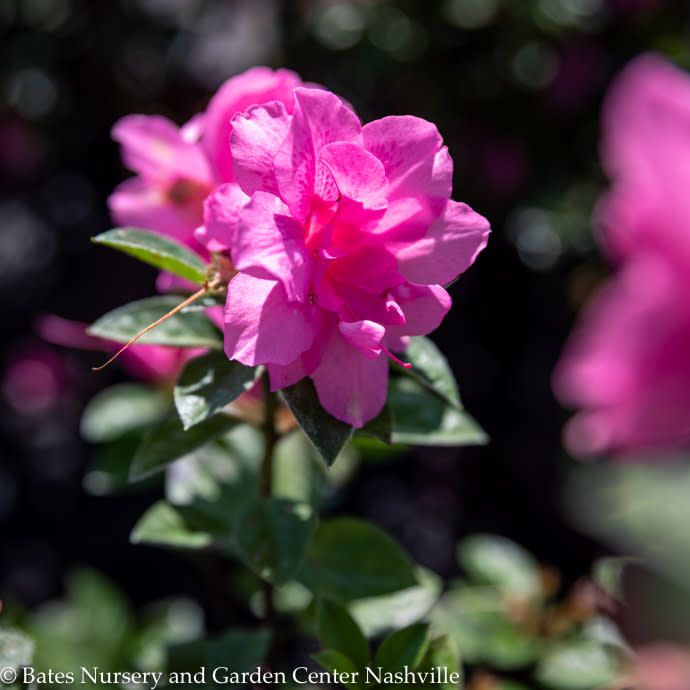 #3 Azalea x Encore Autumn Carnation/ Repeat Bubble-gum Pink