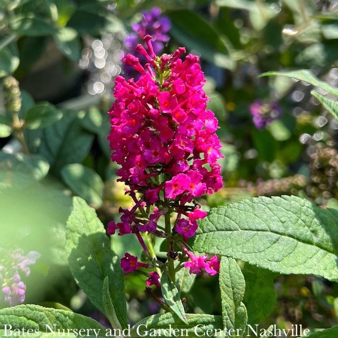 #3 Buddleia Cranrazz/ Red Butterfly Bush