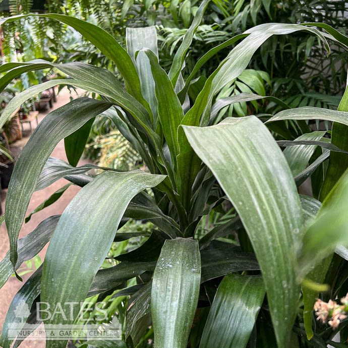 10p! Dracaena Hawaiian Emerald Cane 3.2.1 /Tropical