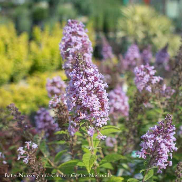 Topiary Patio Tree #3 Buddleia True Blue/ Butterfly Bush