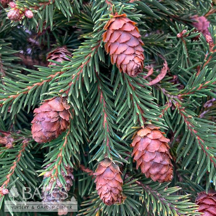 #3 Picea ab Pusch/ Dwarf Norway Spruce