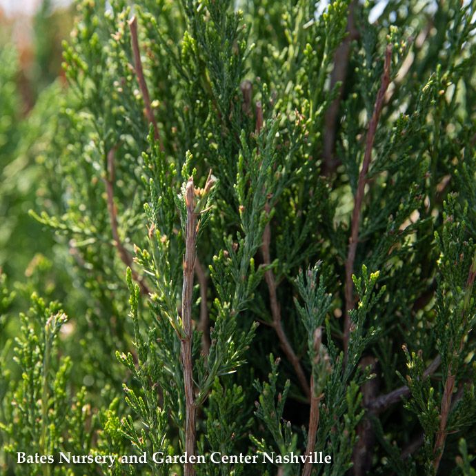 Topiary Spiral #5 Juniperus chin Spartan/ Upright Chinese Juniper