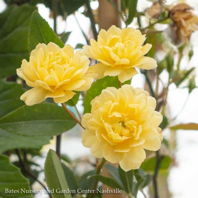#2 Rosa banksiae Lutea 'Yellow Lady Banks'/ Climbing Rose - No Warranty