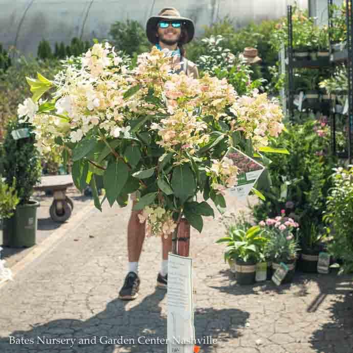 Topiary Patio Tree #7 Hydrangea pan PW Quick Fire/ Panicle White to Pink