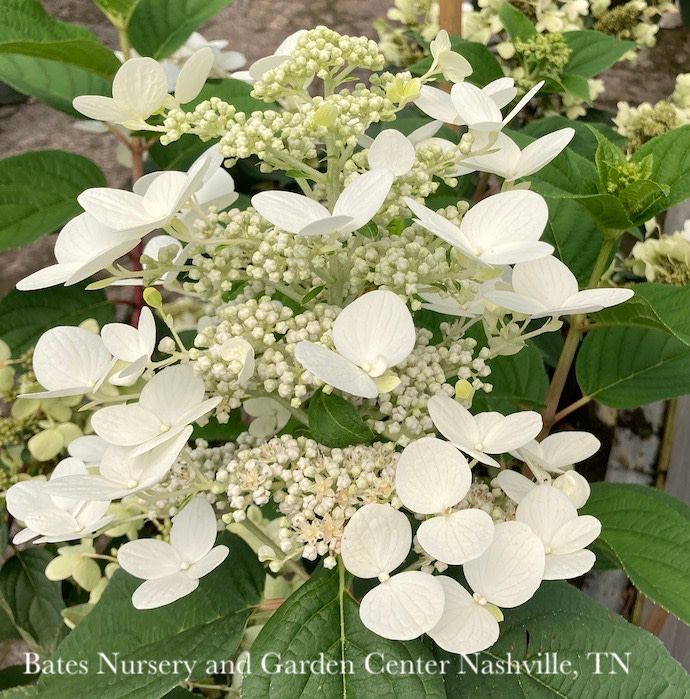 Topiary Patio Tree #10 Hydrangea pan Fire &amp; Ice/ Panicle White to Pink