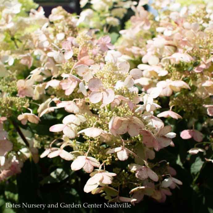 Topiary Patio Tree #7 Hydrangea pan PW Quick Fire/ Panicle White to Pink