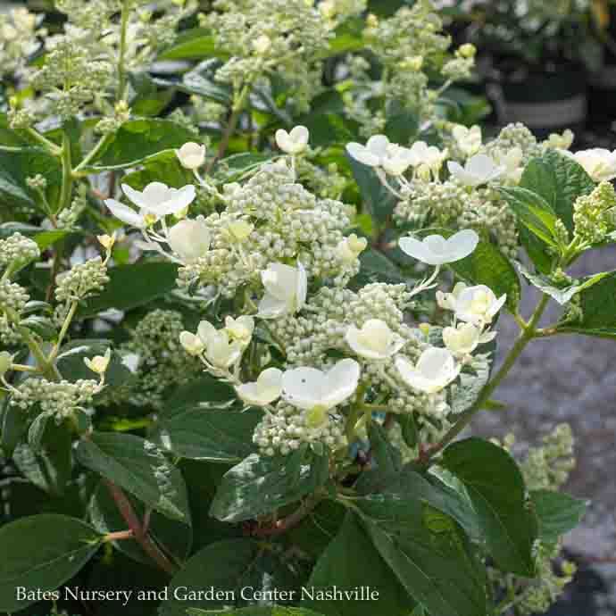 Topiary Patio Tree #7 Hydrangea pan PW Quick Fire/ Panicle White to Pink