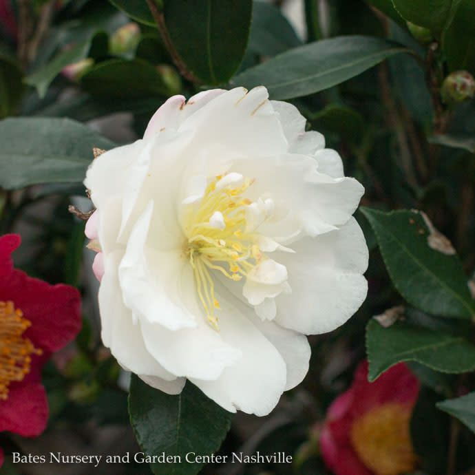 Topiary Espalier #7 Camellia sas Autumn Rocket/ White Double Columnar - No Warranty
