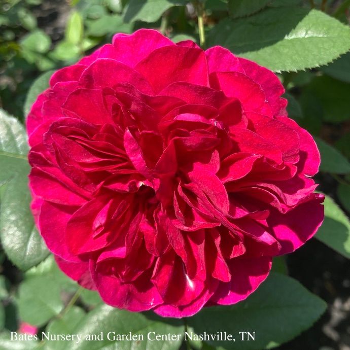 #3 Rosa Darcey Bussell/ Crimson-pink David Austin Shrub Rose - No Warranty