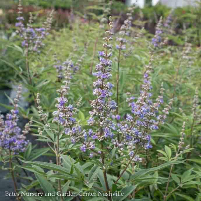 #7 Vitex FE Delta Blues/ Chastetree