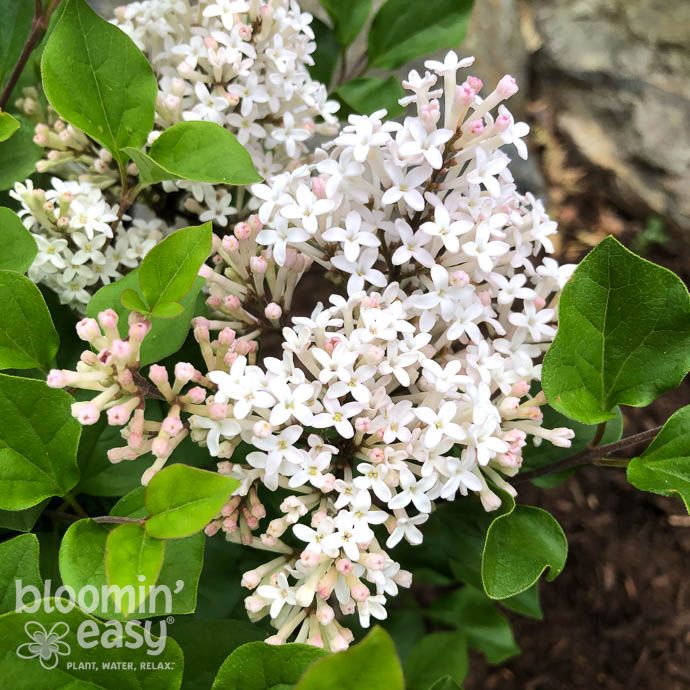 #3 Syringa meyeri BE Pearl Potion/ Compact White Lilac