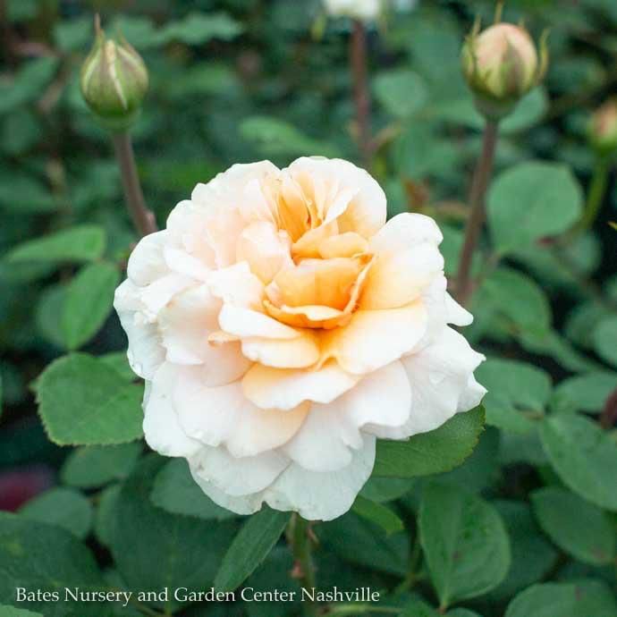 #3 Rosa The Lady Gardener/ Apricot David Austin Shrub Rose - No Warranty