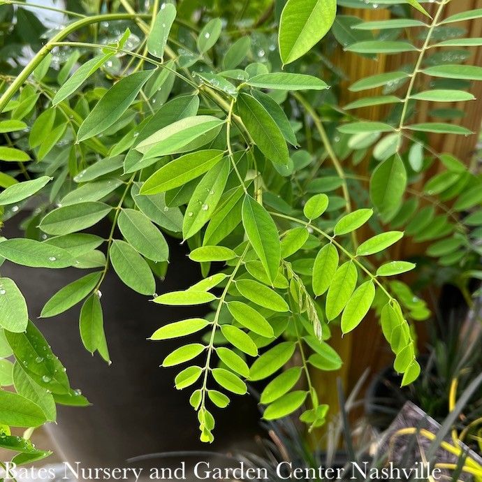 #7 Amorpha fruticosa/ Indigo Bush Native (TN)