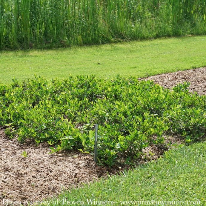#2 Aronia melano PW Ground Hug/ Dwarf Black Chokeberry Native (TN)