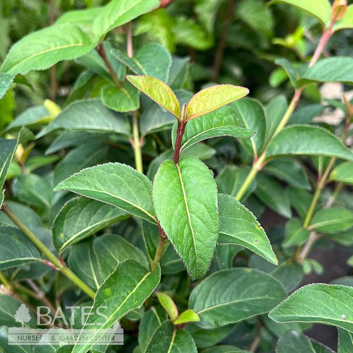 #3 Viburnum prunifolium/ Blackhaw Native (TN)