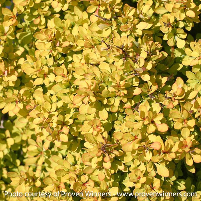 #2 Berberis thun Sunjoy &#39;Mini Saffron&#39;/ Dwarf Barberry
