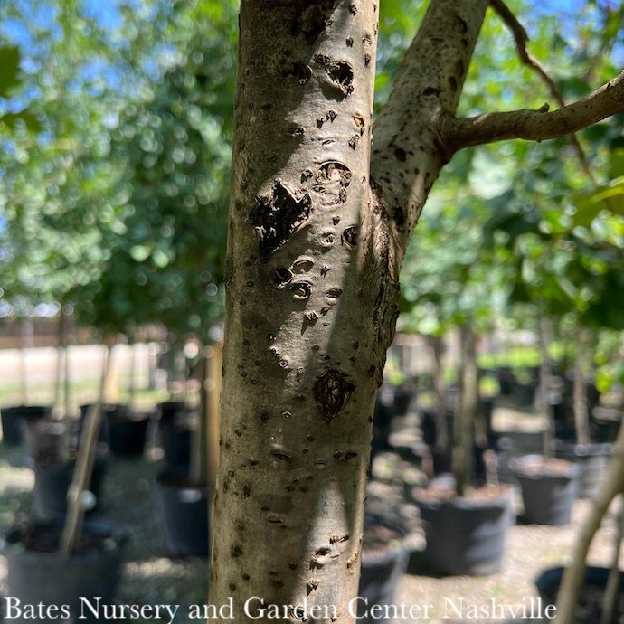 #30 Quercus x Heritage/ English Hybrid Oak