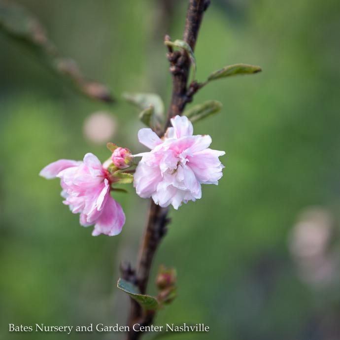 #3 Prunus glandulosa/  Pink Flowering Almond