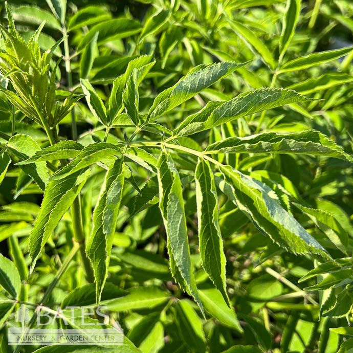 Edible #3 Sambucus canadensis/ American Elderberry Native (TN)