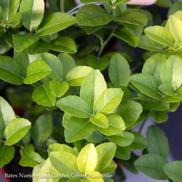 Edible #1 Citrus Lime Mexican BUSH /Tropical - No Warranty