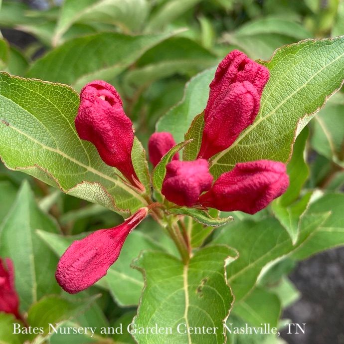 #3 Weigela flor BE Maroon Swoon/ Repeat Red