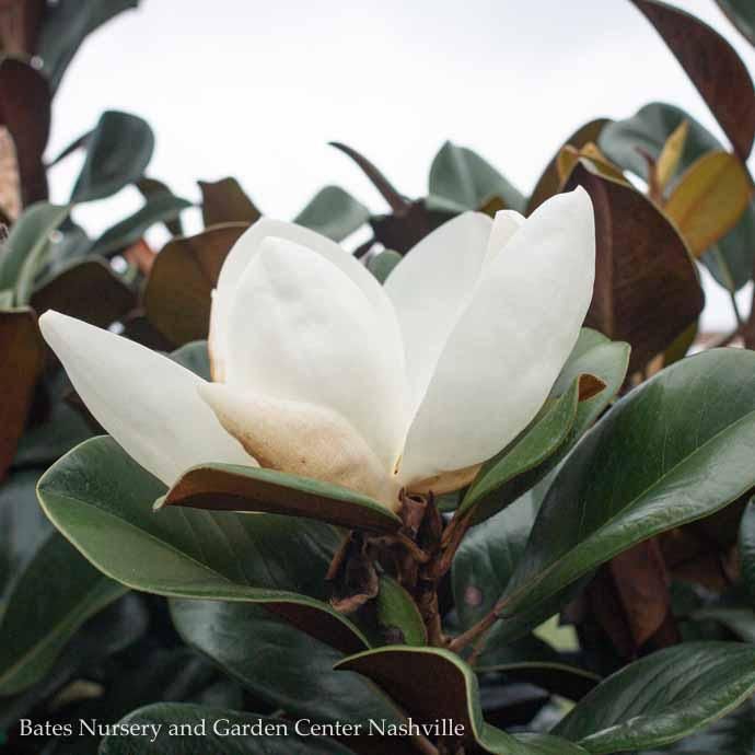 Topiary Espalier #7 Magnolia grand Teddy Bear/ Dwarf Southern Native (TN)