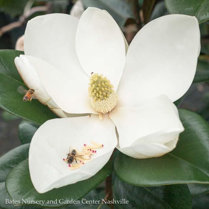 Topiary Espalier #7 Magnolia grand Teddy Bear/ Dwarf Southern Native (TN)