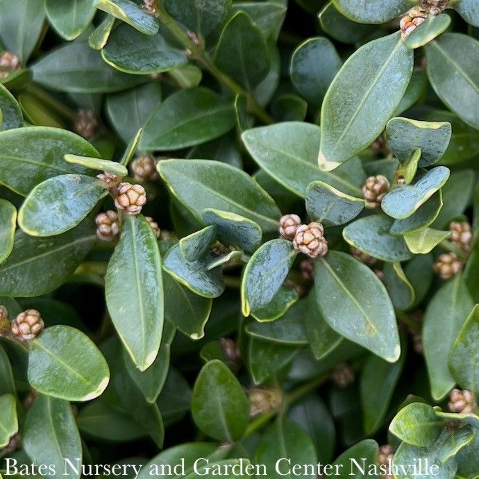 4-5&#39; Buxus x Green Velvet/ Boxwood