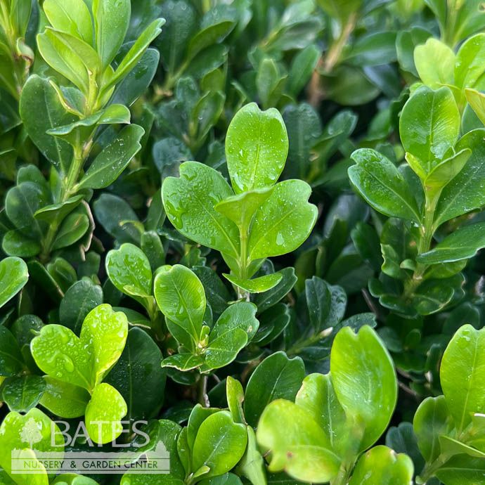 18-21&quot; Buxus harlandii/ Harland Boxwood