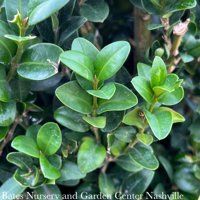 5.5-6&#39; Buxus semp Fastigiata/ Columnar Boxwood