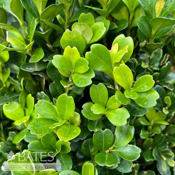 15-18&quot; Buxus harlandii/ Harland Boxwood