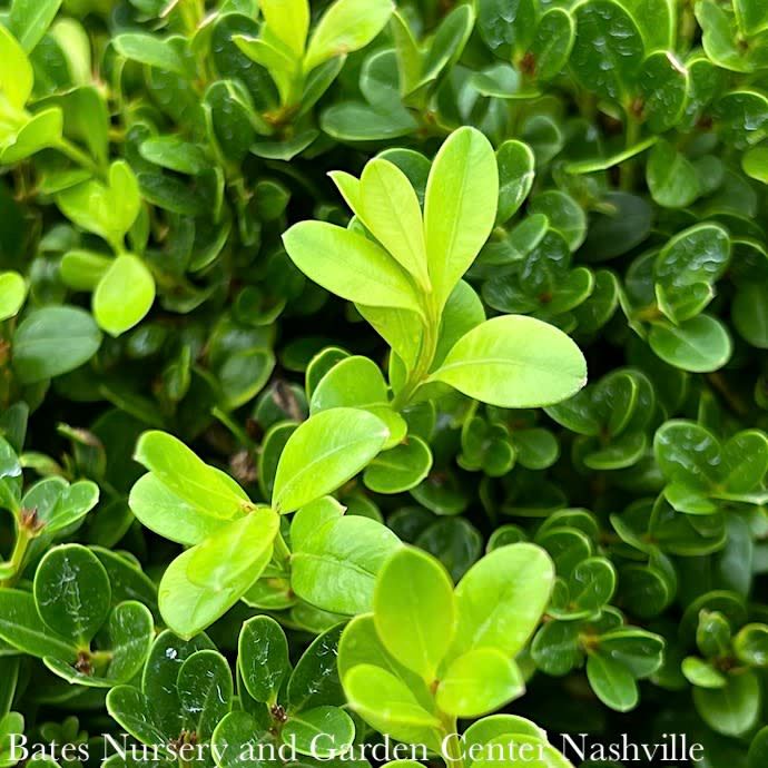 42-48&quot; Buxus micro var japonica Jim Stauffer/ Boxwood