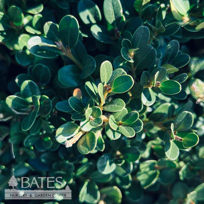 36-42&quot; Buxus micro var japonica Jim Stauffer/ Boxwood