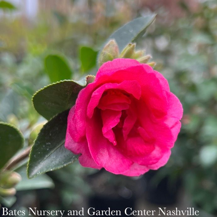 Topiary Patio Tree #5 Camellia sas Kanjiro/ Cerise Pink Semi-Double - No Warranty