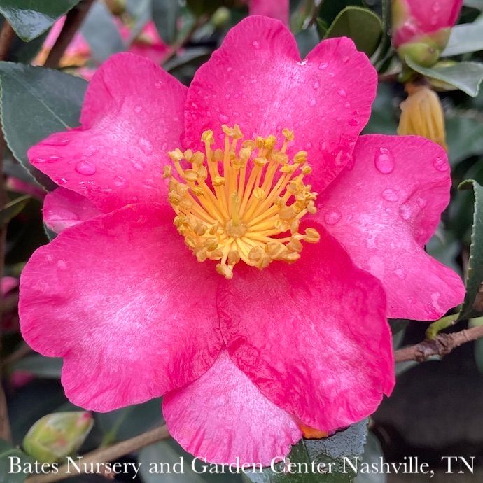 Topiary Patio Tree #5 Camellia sas Kanjiro/ Cerise Pink Semi-Double - No Warranty