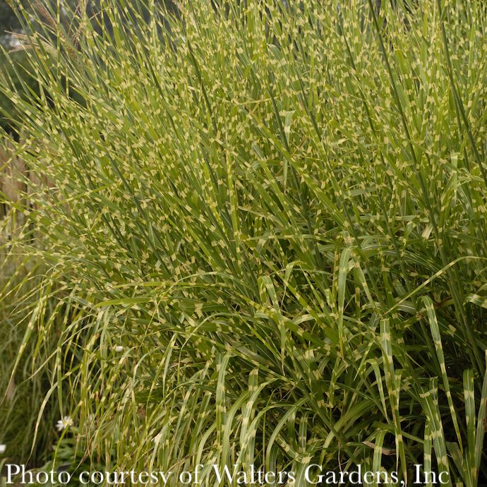 #5 Grass Miscanthus sine Strictus/ Variegated Porcupine