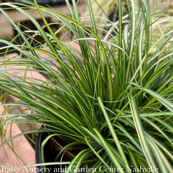 #1 Grass Carex osh SL EverColor &#39;Eversheen&#39;/ Variegated Sedge