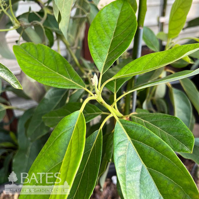 Tropical Edible #5 Persea Joey/ Avocado - No Warranty