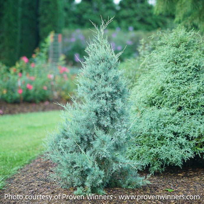 #3 Juniperus virg PW Aquavita/ Juniper Native (TN)