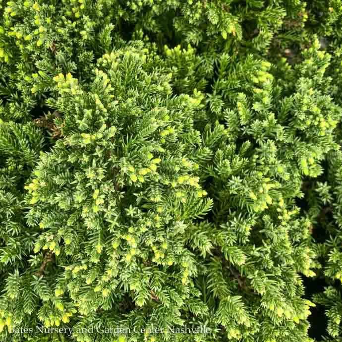 #3 Juniperus proc Nana/ Dwarf Japanese Garden Juniper
